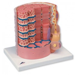 Fibra muscular - a 10.000 aumento MICROanatomy - Envío Gratuito