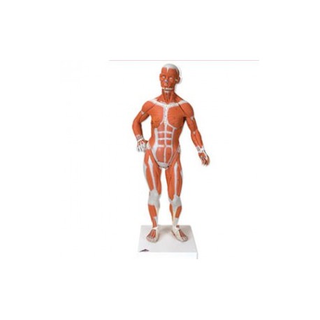 Figura muscular 1/3 de su tamaño natural - Envío Gratuito